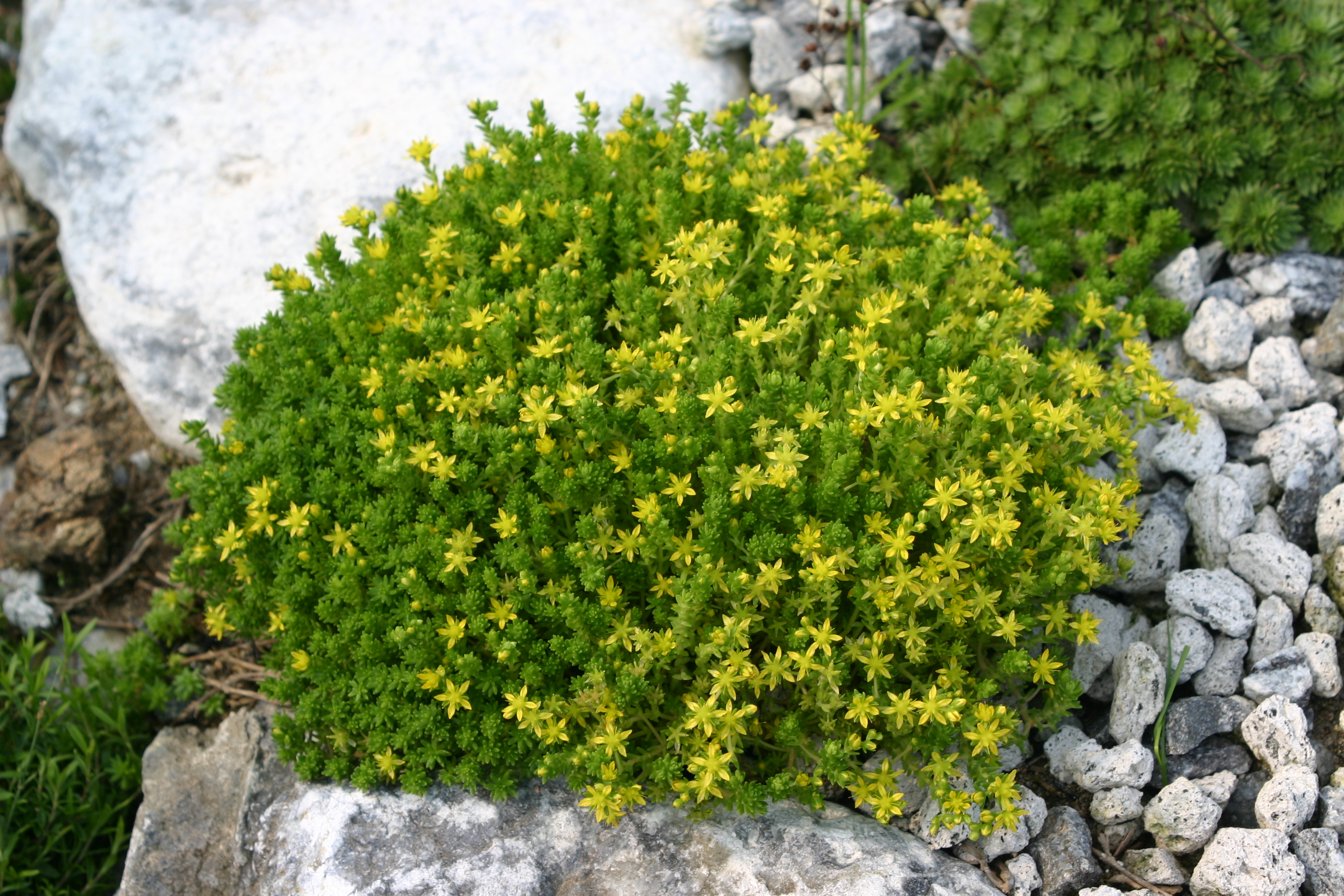 Sedum acre